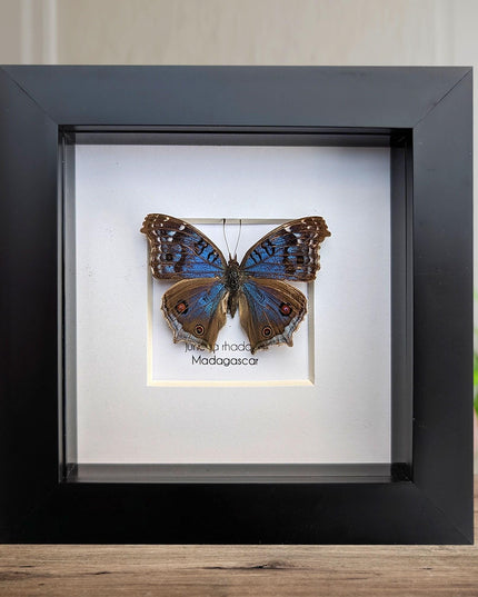 Framed Junonia Rhadama Taxidermy Butterfly, Entomology Wall Decor