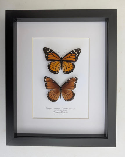 Framed taxidermy butterfly set, monarch and queen, entomology display (8x10)