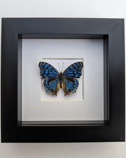 Framed Junonia Rhadama Taxidermy Butterfly, Entomology Wall Decor