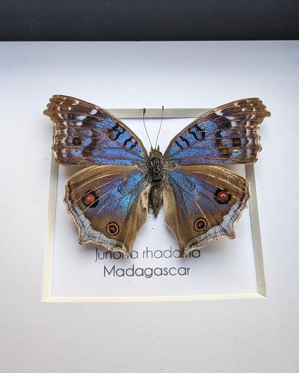 Framed Junonia Rhadama Taxidermy Butterfly, Entomology Wall Decor