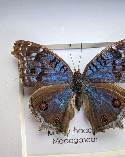 Framed Junonia Rhadama Taxidermy Butterfly, Entomology Wall Decor