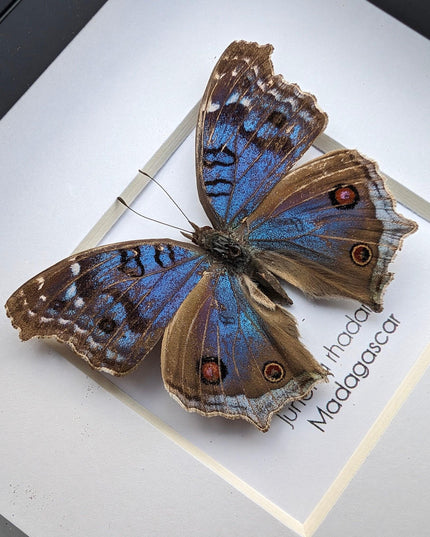 Framed Junonia Rhadama Taxidermy Butterfly, Entomology Wall Decor