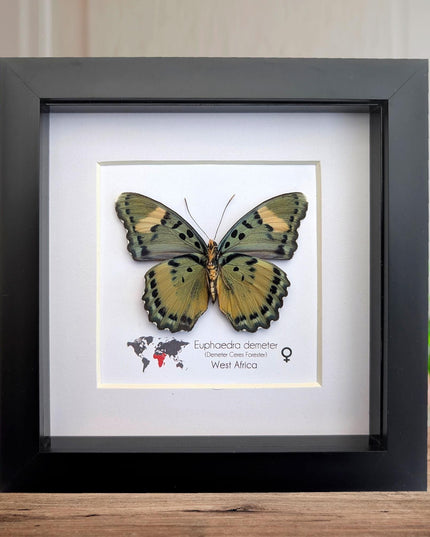 Euphaedra demeter female, back view, demeter's ceres forester butterfly, taxidermy butterfly, entomology present, wall decor, 6x6