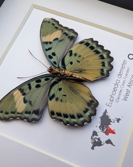 Euphaedra demeter female, back view, demeter's ceres forester butterfly, taxidermy butterfly, entomology present, wall decor, 6x6