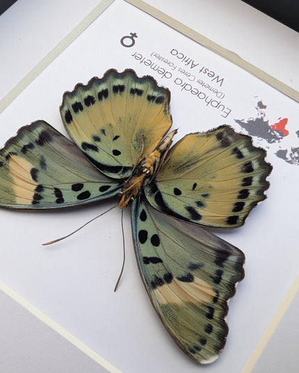 Euphaedra demeter female, back view, demeter's ceres forester butterfly, taxidermy butterfly, entomology present, wall decor, 6x6