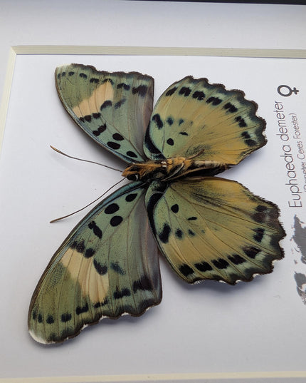 Euphaedra demeter female, back view, demeter's ceres forester butterfly, taxidermy butterfly, entomology present, wall decor, 6x6