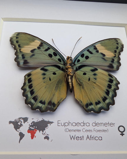 Euphaedra demeter female, back view, demeter's ceres forester butterfly, taxidermy butterfly, entomology present, wall decor, 6x6