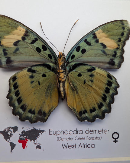 Euphaedra demeter female, back view, demeter's ceres forester butterfly, taxidermy butterfly, entomology present, wall decor, 6x6