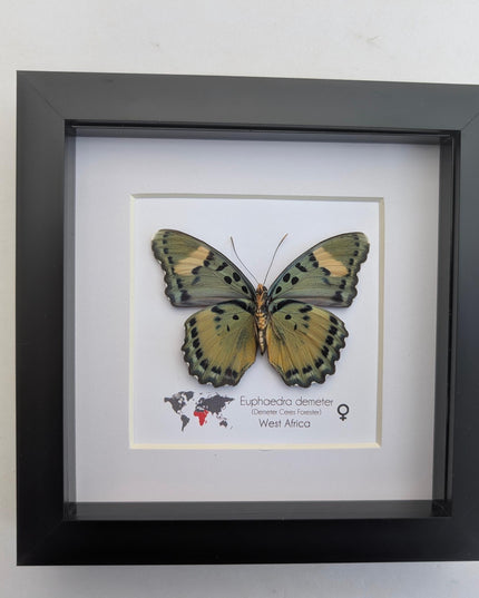 Euphaedra demeter female, back view, demeter's ceres forester butterfly, taxidermy butterfly, entomology present, wall decor, 6x6