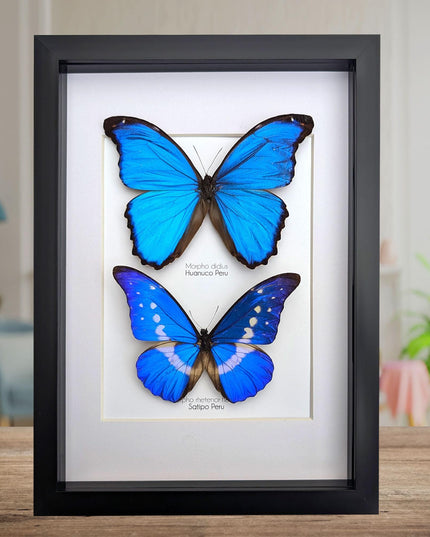 Framed iridescent blue morpho butterfly display - a4