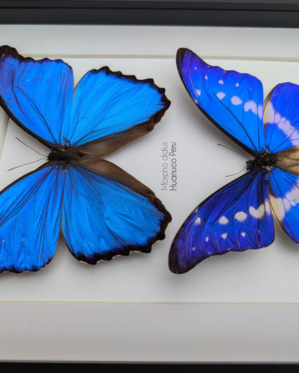 Framed iridescent blue morpho butterfly display - a4