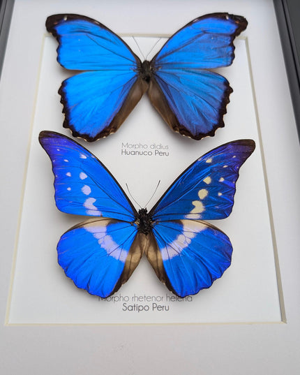 Framed iridescent blue morpho butterfly display - a4