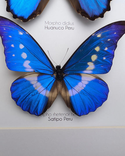 Framed iridescent blue morpho butterfly display - a4