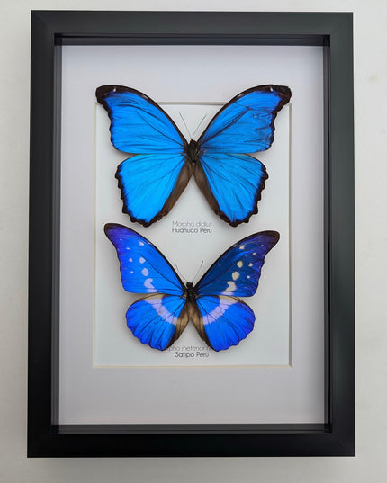 Framed iridescent blue morpho butterfly display - a4