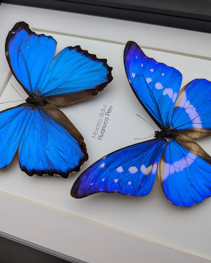 Framed iridescent blue morpho butterfly display - a4