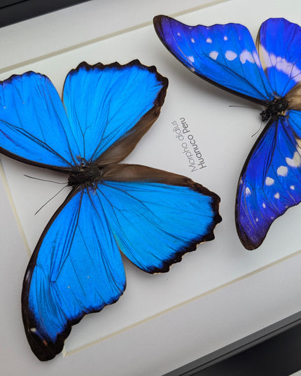 Framed iridescent blue morpho butterfly display - a4