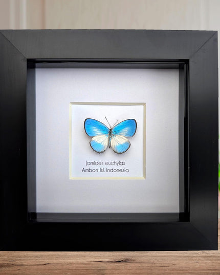 Framed pointed line-blue butterfly - 4x4 entomology wall art