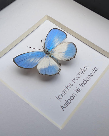 Framed pointed line-blue butterfly - 4x4 entomology wall art