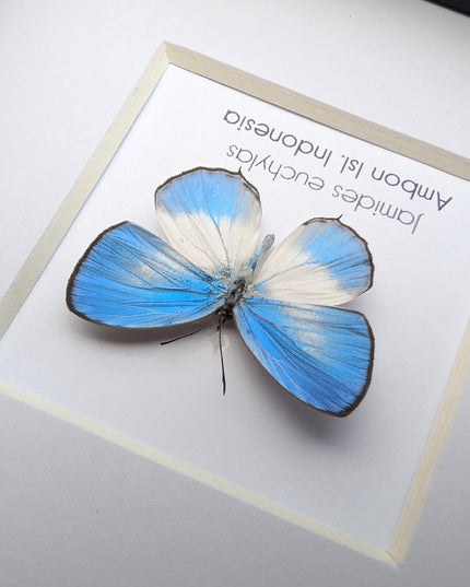 Framed pointed line-blue butterfly - 4x4 entomology wall art