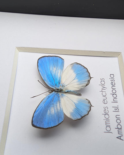 Framed pointed line-blue butterfly - 4x4 entomology wall art