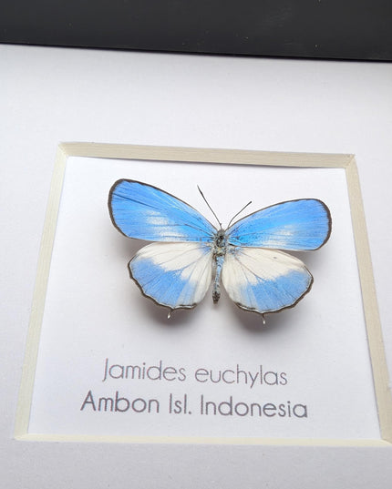 Framed pointed line-blue butterfly - 4x4 entomology wall art