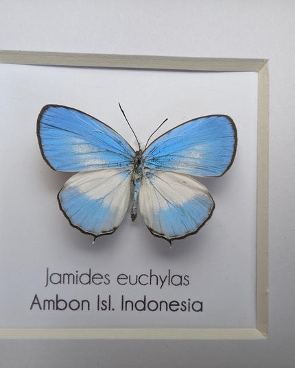 Framed pointed line-blue butterfly - 4x4 entomology wall art