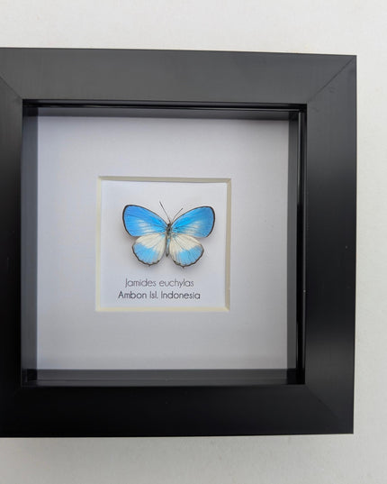 Framed pointed line-blue butterfly - 4x4 entomology wall art