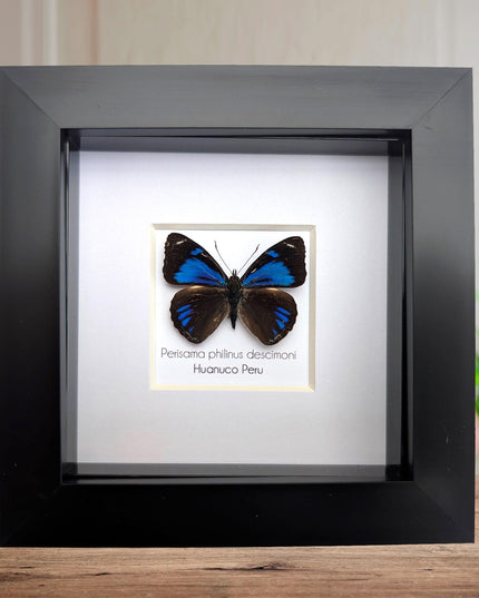 Framed perisama butterfly taxidermy: ethically sourced peruvian art