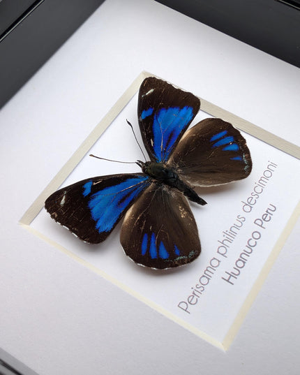Framed perisama butterfly taxidermy: ethically sourced peruvian art
