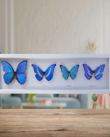 Iridescent blue morpho butterfly display: ethically sourced framed art (20" x 8")