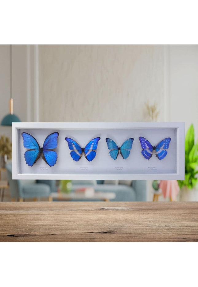 Iridescent blue morpho butterfly display: ethically sourced framed art (20" x 8")