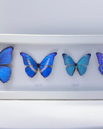 Iridescent blue morpho butterfly display: ethically sourced framed art (20" x 8")