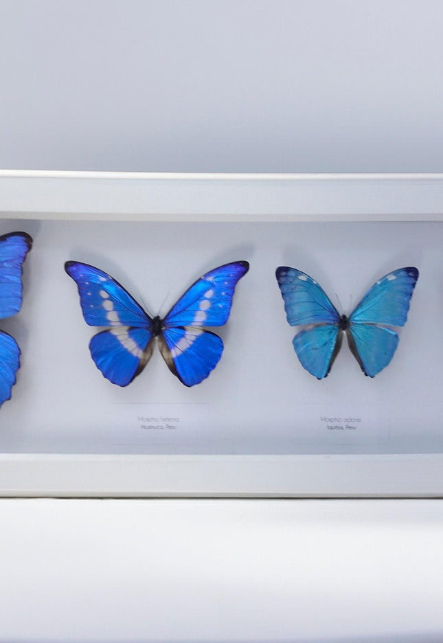 Iridescent blue morpho butterfly display: ethically sourced framed art (20" x 8")