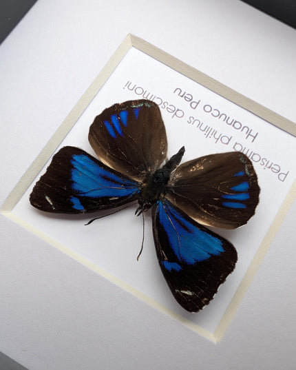 Framed perisama butterfly taxidermy: ethically sourced peruvian art
