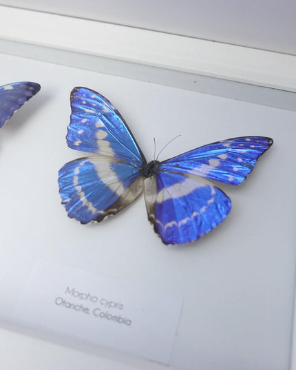 Iridescent blue morpho butterfly display: ethically sourced framed art (20" x 8")