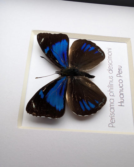 Framed perisama butterfly taxidermy: ethically sourced peruvian art