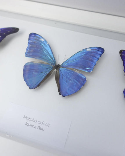 Iridescent blue morpho butterfly display: ethically sourced framed art (20" x 8")