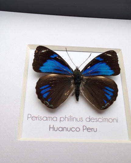 Framed perisama butterfly taxidermy: ethically sourced peruvian art