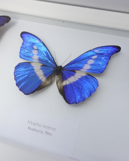 Iridescent blue morpho butterfly display: ethically sourced framed art (20" x 8")