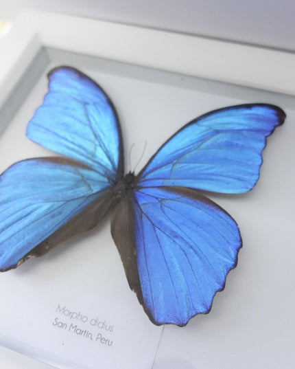 Iridescent blue morpho butterfly display: ethically sourced framed art (20" x 8")