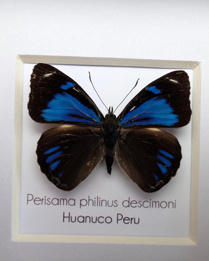 Framed perisama butterfly taxidermy: ethically sourced peruvian art