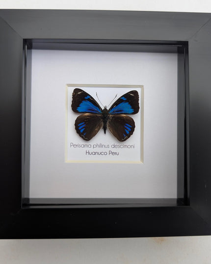 Framed perisama butterfly taxidermy: ethically sourced peruvian art