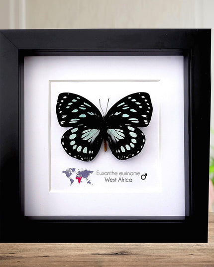 Framed Euxanthe eurinome Butterfly Wall Art, Black Frame, Real Insect Display