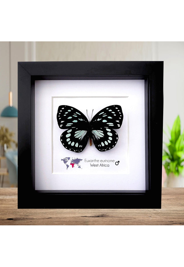 Framed Euxanthe eurinome Butterfly Wall Art, Black Frame, Real Insect Display