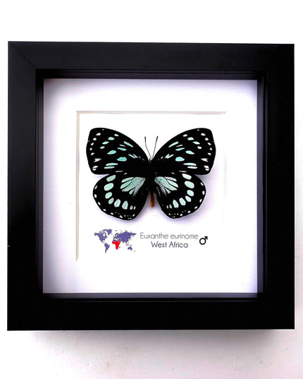 Framed Euxanthe eurinome Butterfly Wall Art, Black Frame, Real Insect Display
