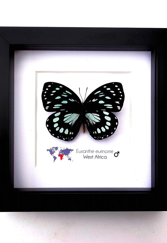 Framed Euxanthe eurinome Butterfly Wall Art, Black Frame, Real Insect Display