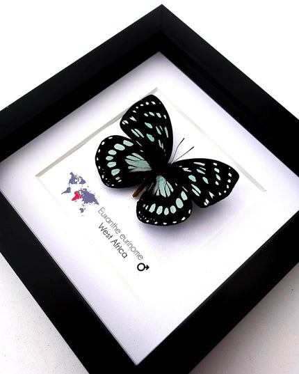 Framed Euxanthe eurinome Butterfly Wall Art, Black Frame, Real Insect Display