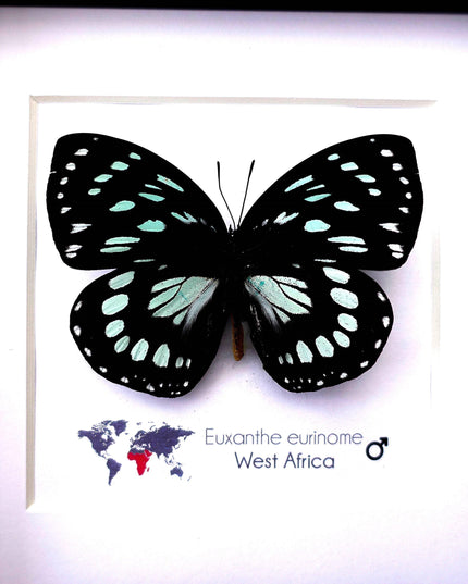 Framed Euxanthe eurinome Butterfly Wall Art, Black Frame, Real Insect Display