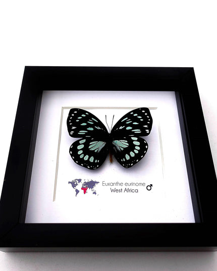 Framed Euxanthe eurinome Butterfly Wall Art, Black Frame, Real Insect Display