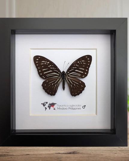Framed Dark Glassy Tiger Butterfly, Taxidermy Entomology Gift